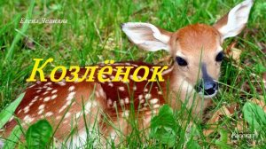 Козлёнок.. 1 (рассказ)