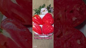 Видео каталог коллекционных томатов на 2024 год | Продаю семена |  #Каталогтоматов2024