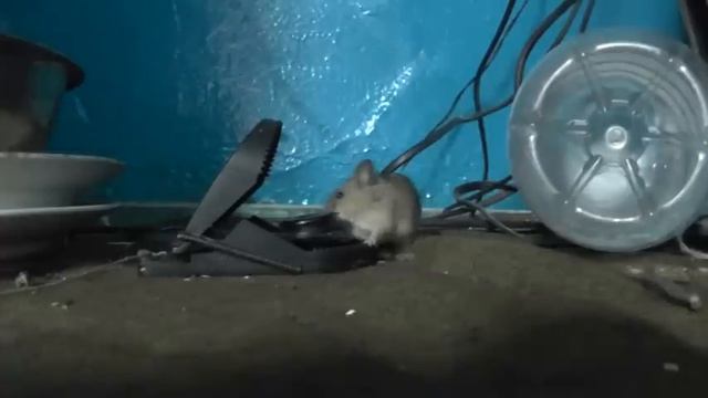 Мышка попалась в мышеловку смотреть онлайн