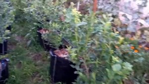 Голубика в контейнерах. Немного про посадку и полив