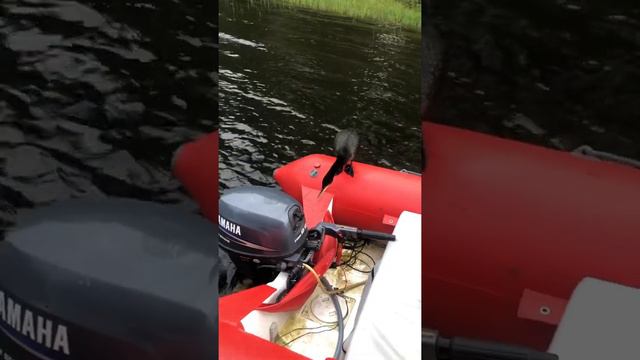 Баклан и его друзья смотреть онлайн