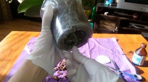 Как спасти  орхидею от СЕРОЙ ГНИЛИ/ Часть №1