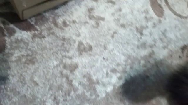 Кошки и очередная коробка) #cat смотреть онлайн