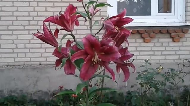 Лилия дерево «Пурпурный принц» Lily tree Purpl prince смотреть онлайн