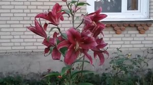 Лилия дерево «Пурпурный  принц»        Lily tree Purpl prince