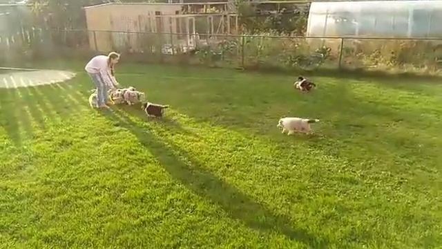 щенки колли продажа смотреть онлайн