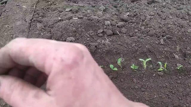 #2 Посіяли 60 000 томатів на розсаду універсальним способом смотреть онлайн