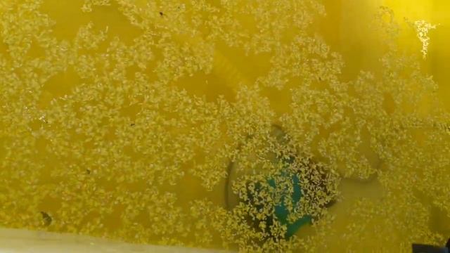 Бюджетное УЗВ-термос своими руками для выращивания австралийского рака!