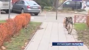 16 случаев бешенства животных, что делать чтобы не заразиться