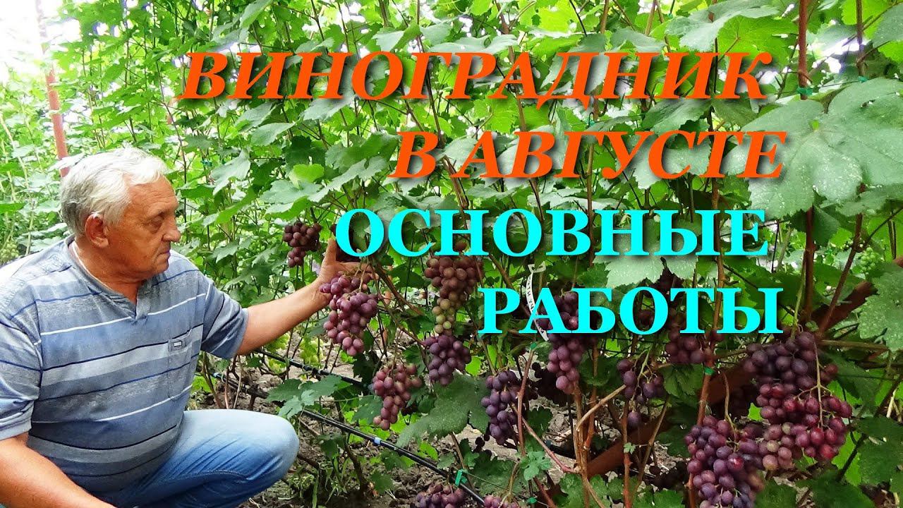 РАБОТЫ НА ВИНОГРАДНИКЕ В АВГУСТЕ: ЗАЩИТА, ЗЕЛЕНЫЕ ОПЕРАЦИИ, ПОДКОРМКИ, СТИМУЛИРОВАНИЕ ВЫЗРЕВАНИЯ ЛОЗ смотреть онлайн