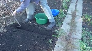 Как посеять семена чеснока. Озимый чеснок