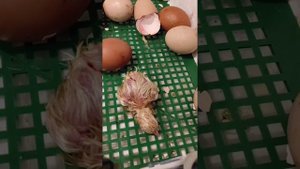 21 день вылупляются цыплята из яиц весом более 70 грамм.