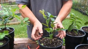 Propagate Crape Myrtle from Cuttings Update