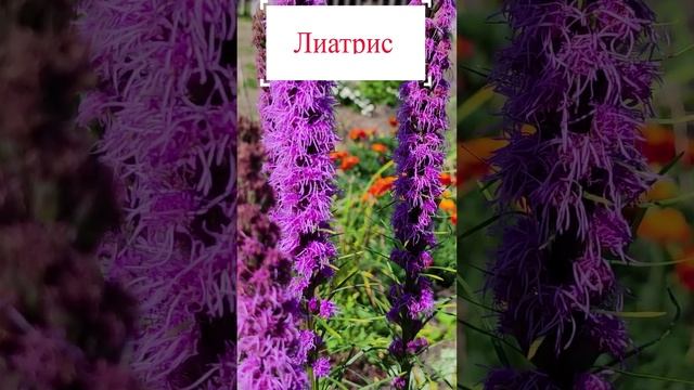 Лиатрис - неприхотливый цветок для сада. ?