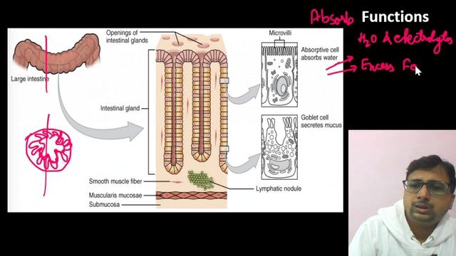 Large Intestine & Hormones of GIT || बड़ी आंत || कोलोरेक्टल कैंसर: लक्षण, कारण और उपचार смотреть онлайн