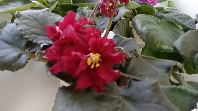 Зацветают НОВИНКИ 2018 года! Фиалки Коршуновой Е. Обзор сортов. смотреть онлайн