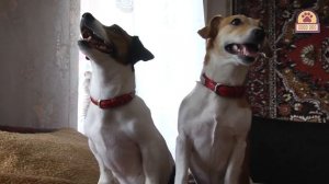 ДЖЕК-РАССЕЛ-ТЕРЬЕР. Плюсы и минусы породы JACK RUSSELL TERRIER