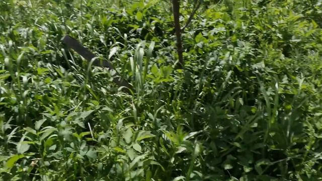 Собираем всю зелень со своего участка для зелёного коктейля. смотреть онлайн