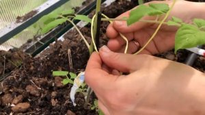 Как сделать воздушную петлю для подвязки овощей