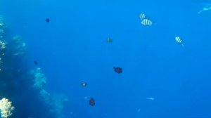 КораллыКрасноеМоре (1)