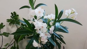 Олеандр в цвету