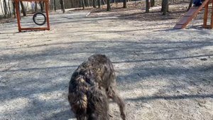 Ирландский волкодав на прогулке