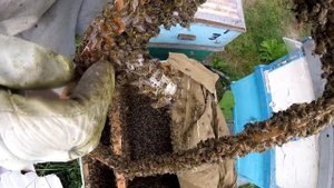 Как определить, какую матку или маточник предпочли пчёлы...