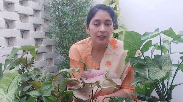Syngonium Plant care - How to care and propagation Syngonium or Arrowhead plant?कटग लगन क तरक