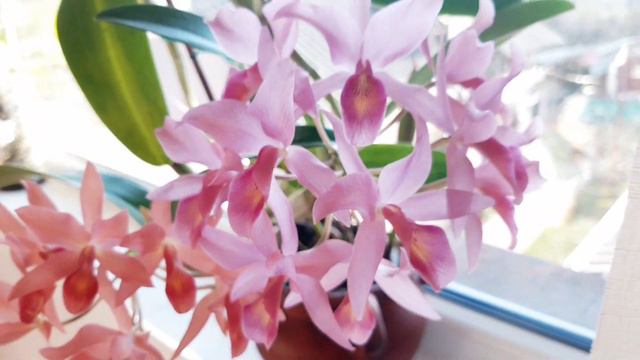 #GVOS2020 Cattleya guatemalensis смотреть онлайн