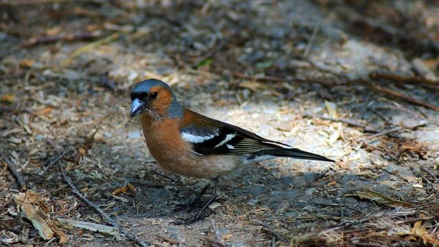 Лесные Птицы Урала Фото С Названиями - Mixyfotos.ru