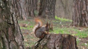 ВВС они и в лесу ВВС
