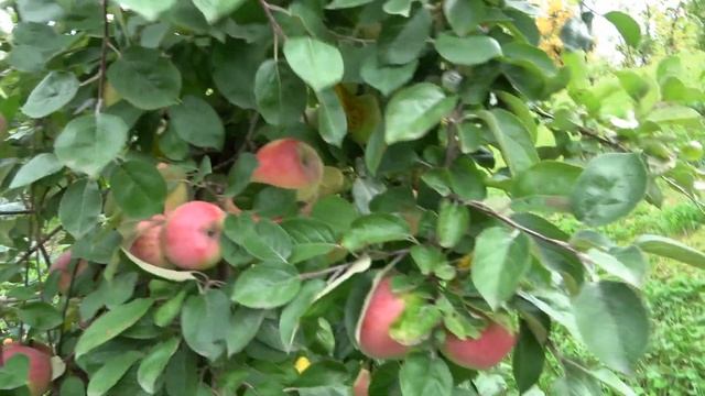 Яблоня МАНТУАНСКОЕ (Зимнее золотое семечко) / Прекрасный старинный сорт смотреть онлайн