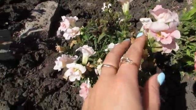 Альпийская горка/альпинарий 2018