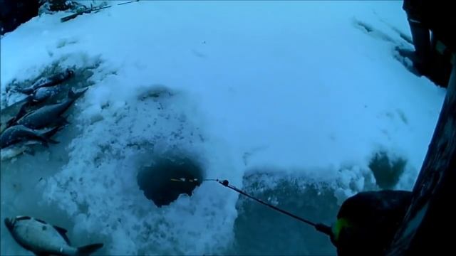 Ленинградская обл.рыбалка. СУДАЧОК и неожиданный подход ПОДЛЕЩИКА , 2019. смотреть онлайн