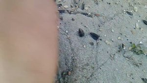 Веялка " Господарочка " в работе с семенами подсолнуха