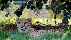 Гипард-самая быстрая кошка на планете