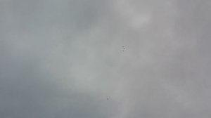 Питомник ! Бакинские Бойные Голуби Чили.