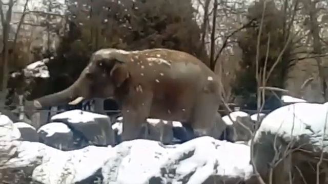 Как мучают слона в Киевском зоопарке смотреть онлайн