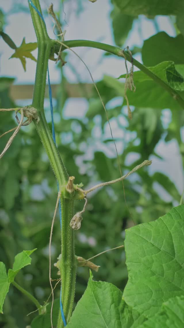 Отрастут ли такие огурцы? #огород #дача #garden #сад #овощи #огурцы #огурцывтеплице #лето #теплица