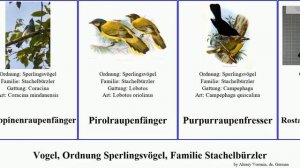 Vogel, Ordnung Sperlingsvögel, Familie Stachelbürzler bird Schwarzkopf-Raupenfänger leucopyga