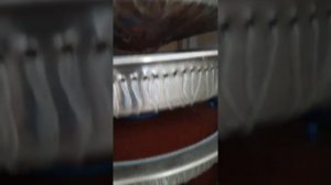 инкубация радужной форели в Турецких инкубационных аппаратах