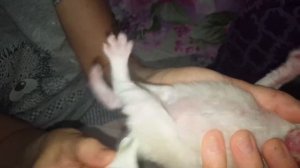 Как ухаживать за новорожденным котенком