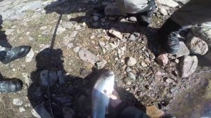 Ловля семги на КОЛЬСКОМ полуострове. День четвертый