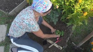 6 соток 28 сентября 2023 года. Хроника.