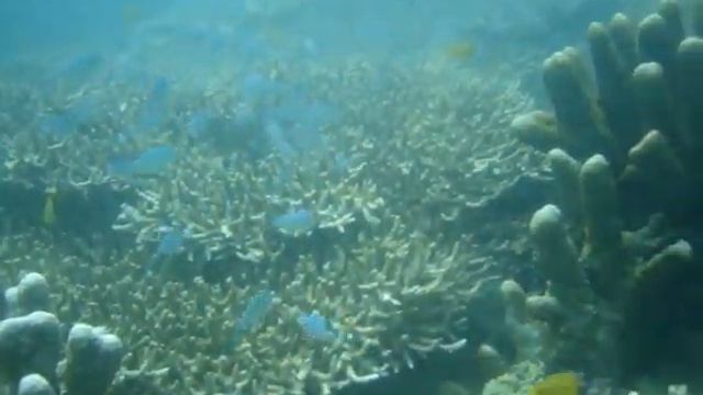 Acropora Pulchra and Coral Fishes смотреть онлайн