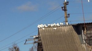 посадка Будапештских высоколётных голубей 23 11 2021г