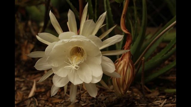 Blooming Nishagandhi / Dutchman's pipe / Queen of the Night / Epiphyllum oxypetalum cactus смотреть онлайн