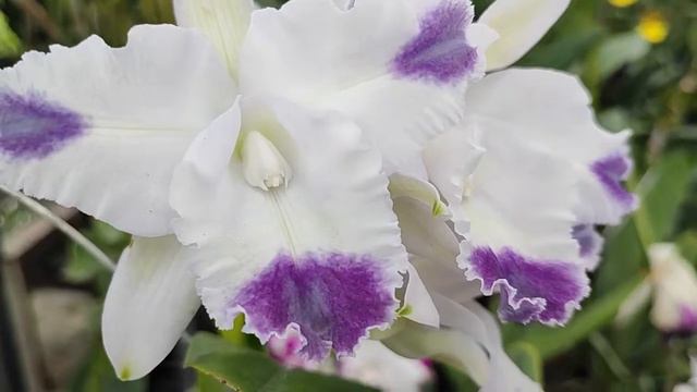 Cattleya Angela var Coerulea 'Aquinii' @agyttaka смотреть онлайн