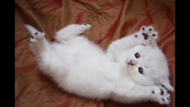 Волшебная колыбельная для малышей и котят. Малыш уснет за 5 минут! На украинском языке