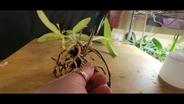 Using Orchid Supply Store supplies to pot up Cattleya harrisoniana смотреть онлайн